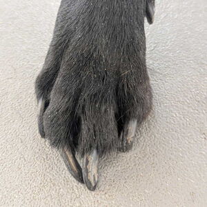 lange Hundekrallen