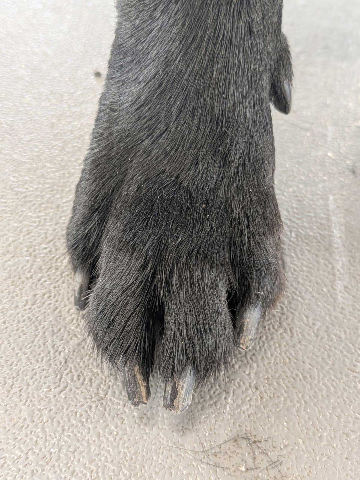 gekürzte Hundekrallen